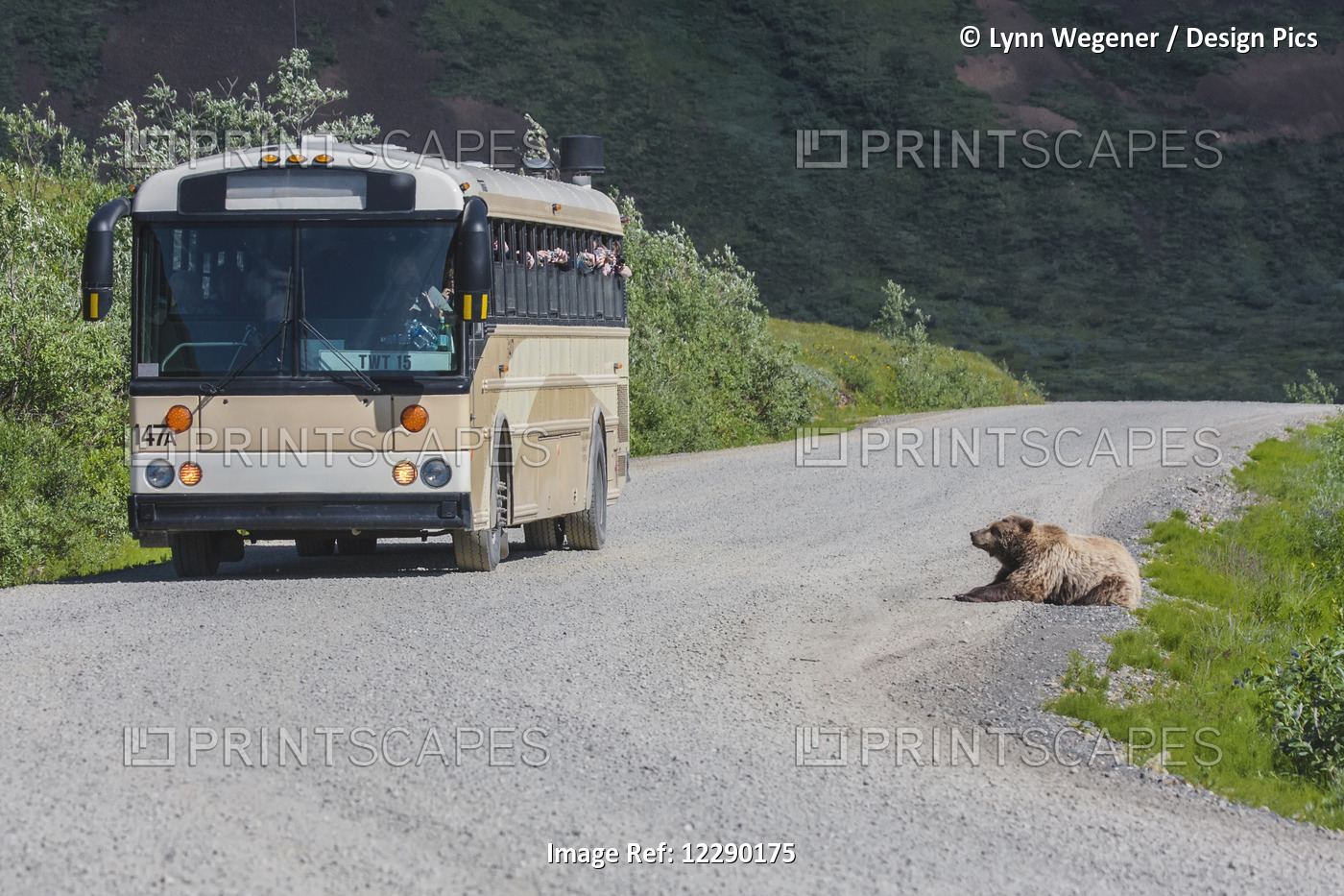 Tourists On Bus View A Grizzly Bear Laying The On The Side Of The Park Road, ...