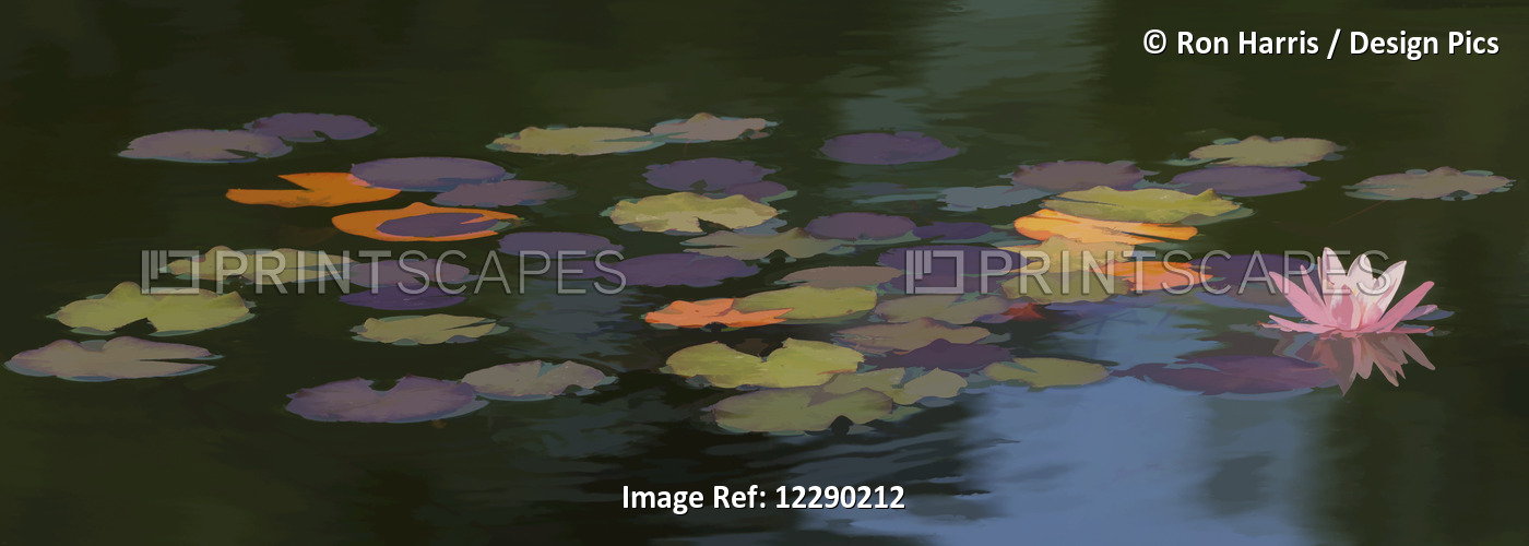 Water Lilies (Nymphaeaceae) On A Pond; Alberta, Canada