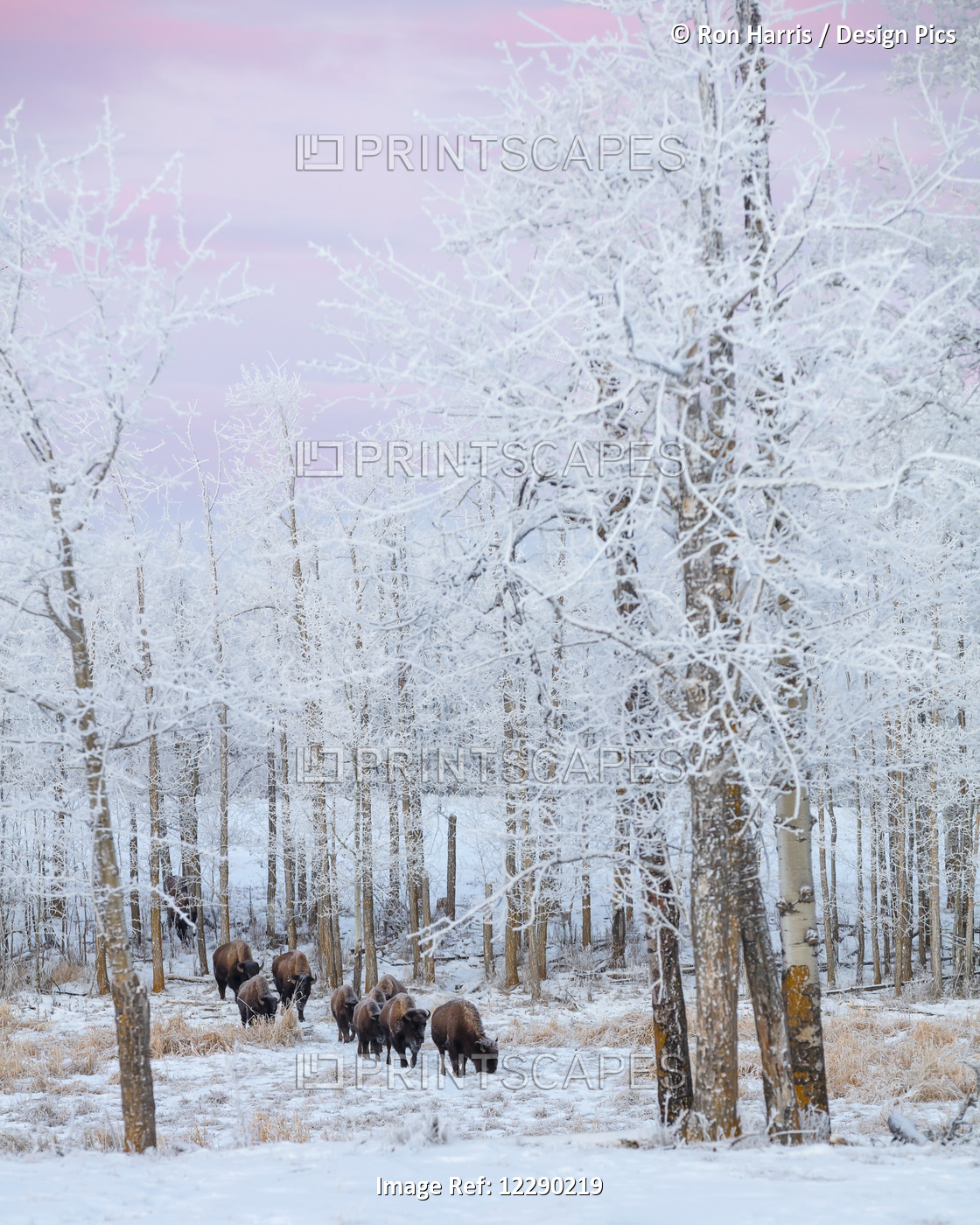 Bison Walking In The Early Morning Through The Snow, Elk Island National Park; ...