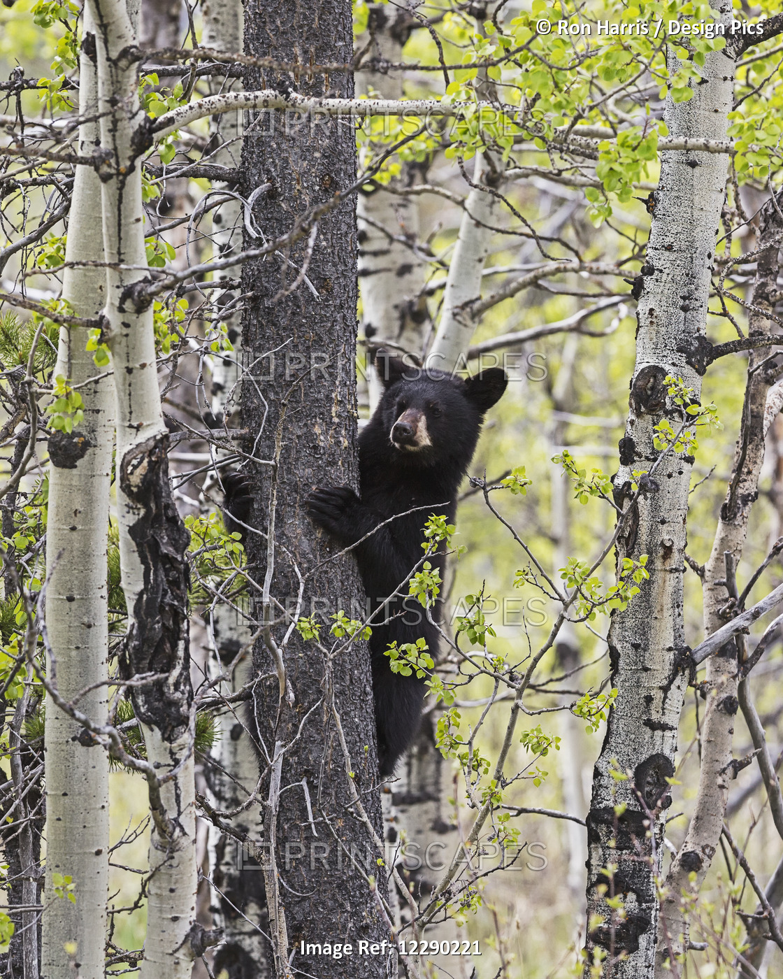 Young Black Bear (Ursus Americanus) In A Tree, Waterton Lakes National Park; ...