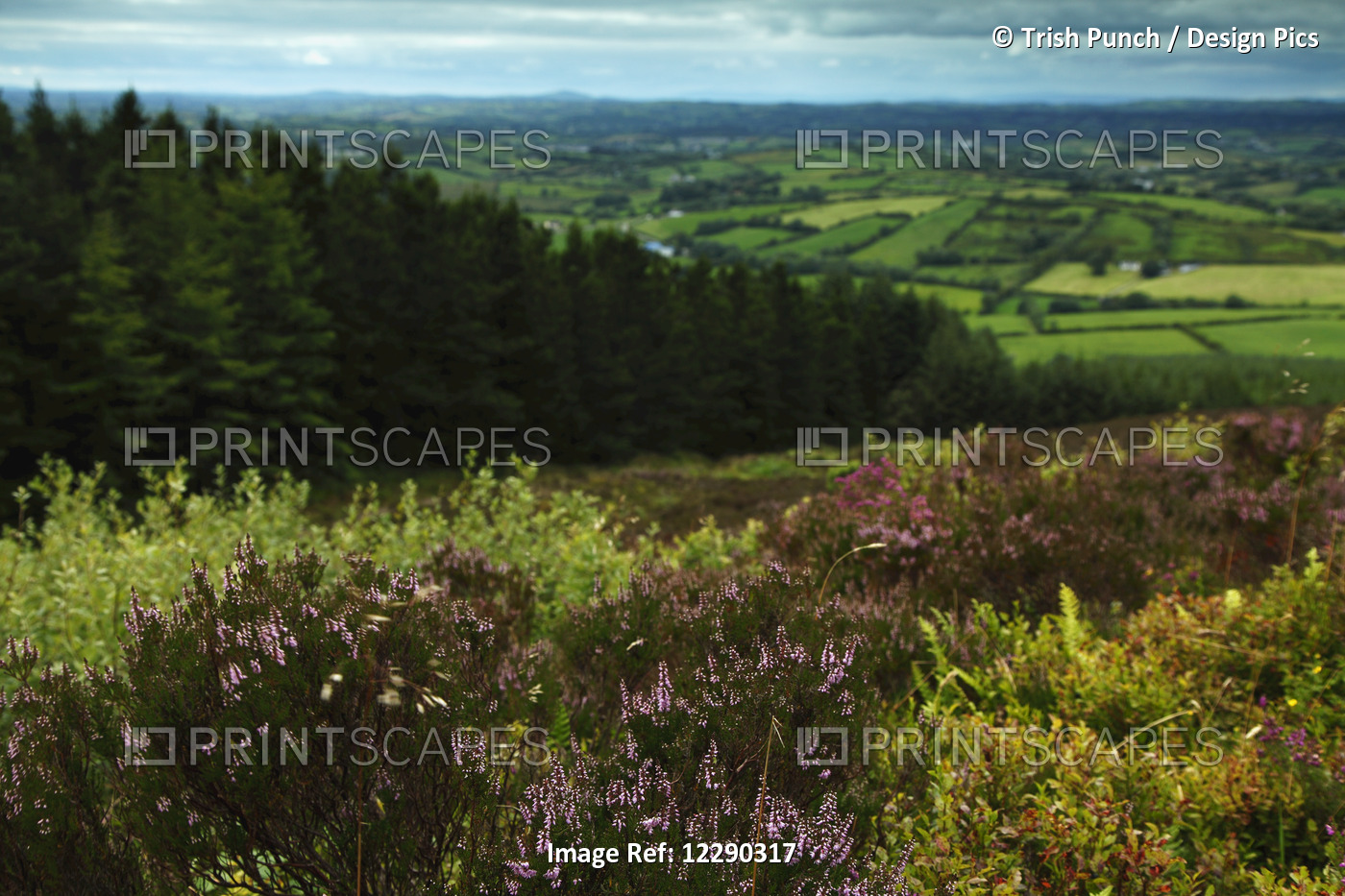 View From The Top Of Loughanleagh Mountain; County Cavan, Ireland