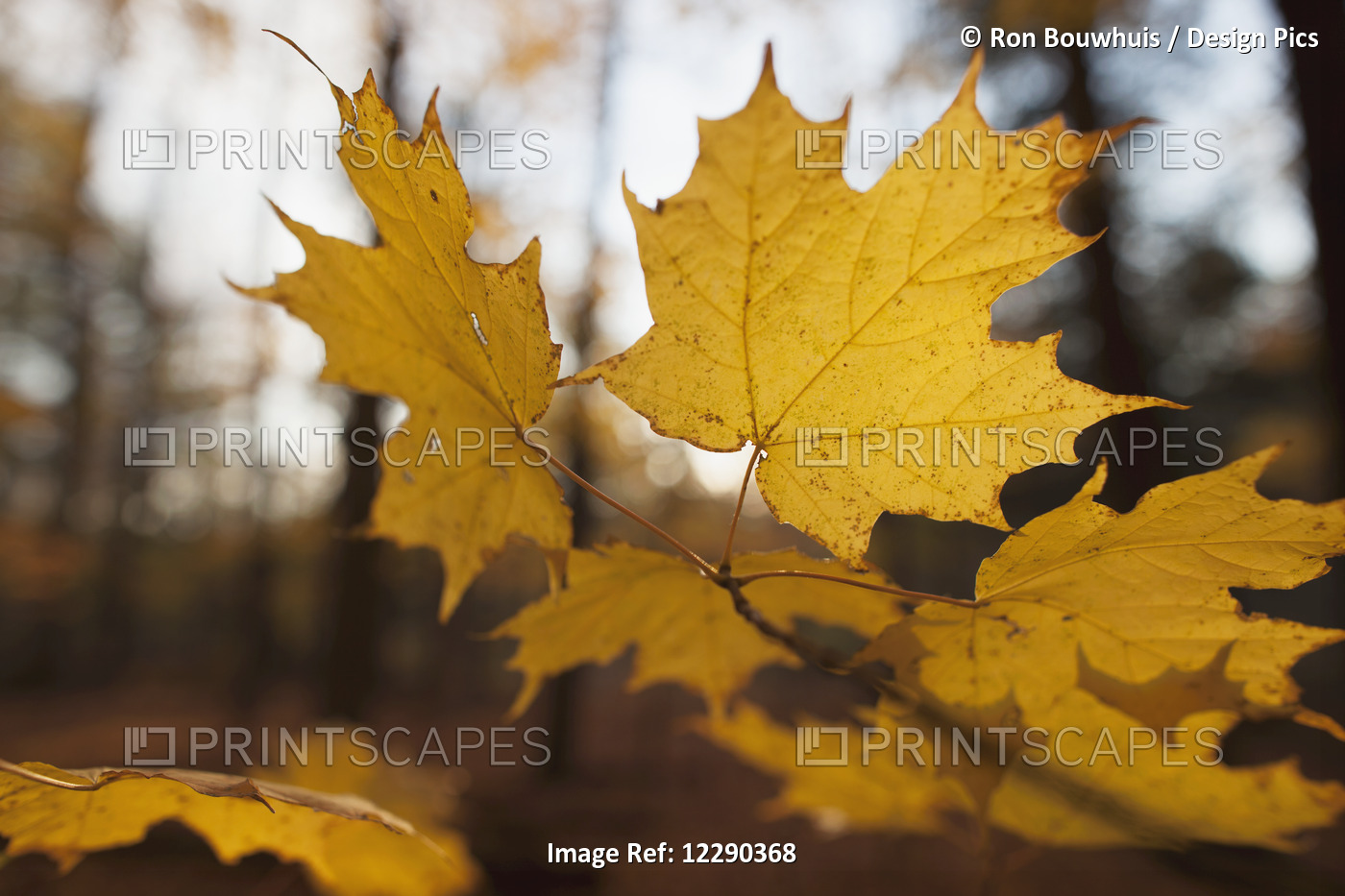 Golden Coloured Maple Leaves In Autumn; Brampton, Ontario, Canada