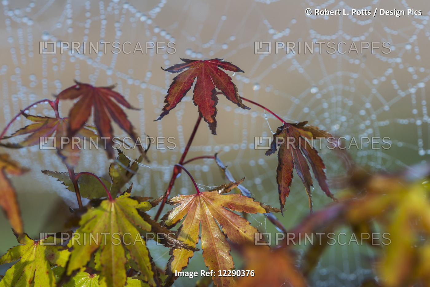 Japanese Maple Leaves Take On Autumn Colours With A Spiderweb Covered In Water ...