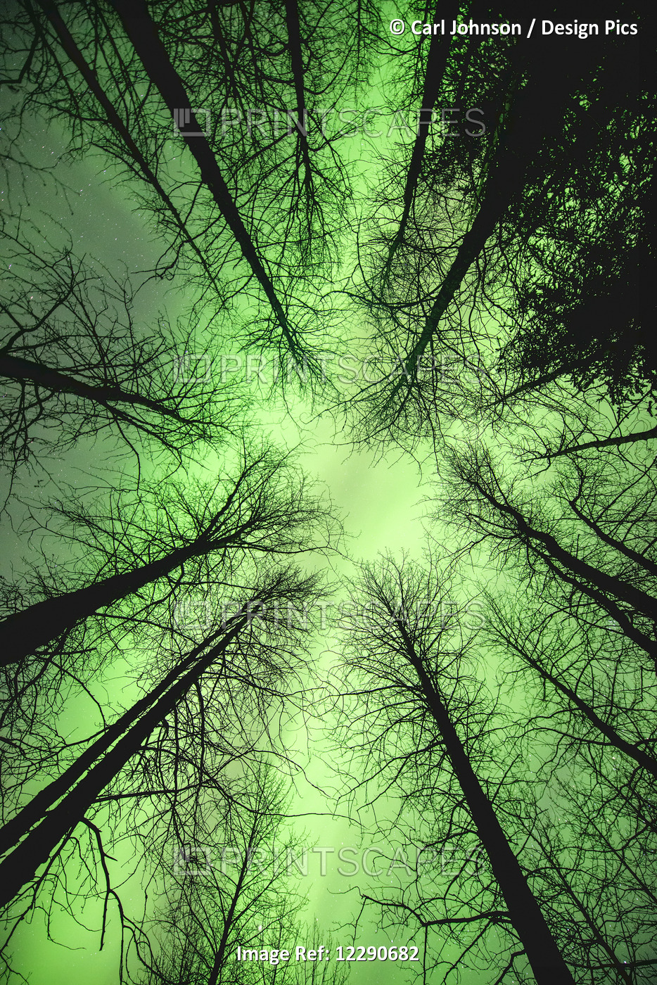 The Aurora Borealis Glows Overhead In A Spruce Forest In Portage Valley, ...