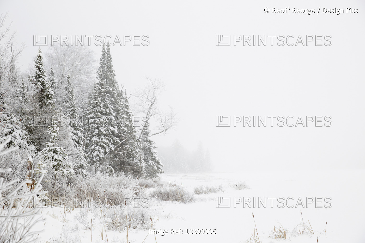 Snowy Winter Scene In The Algonquin Provincial Park; Ontario, Canada