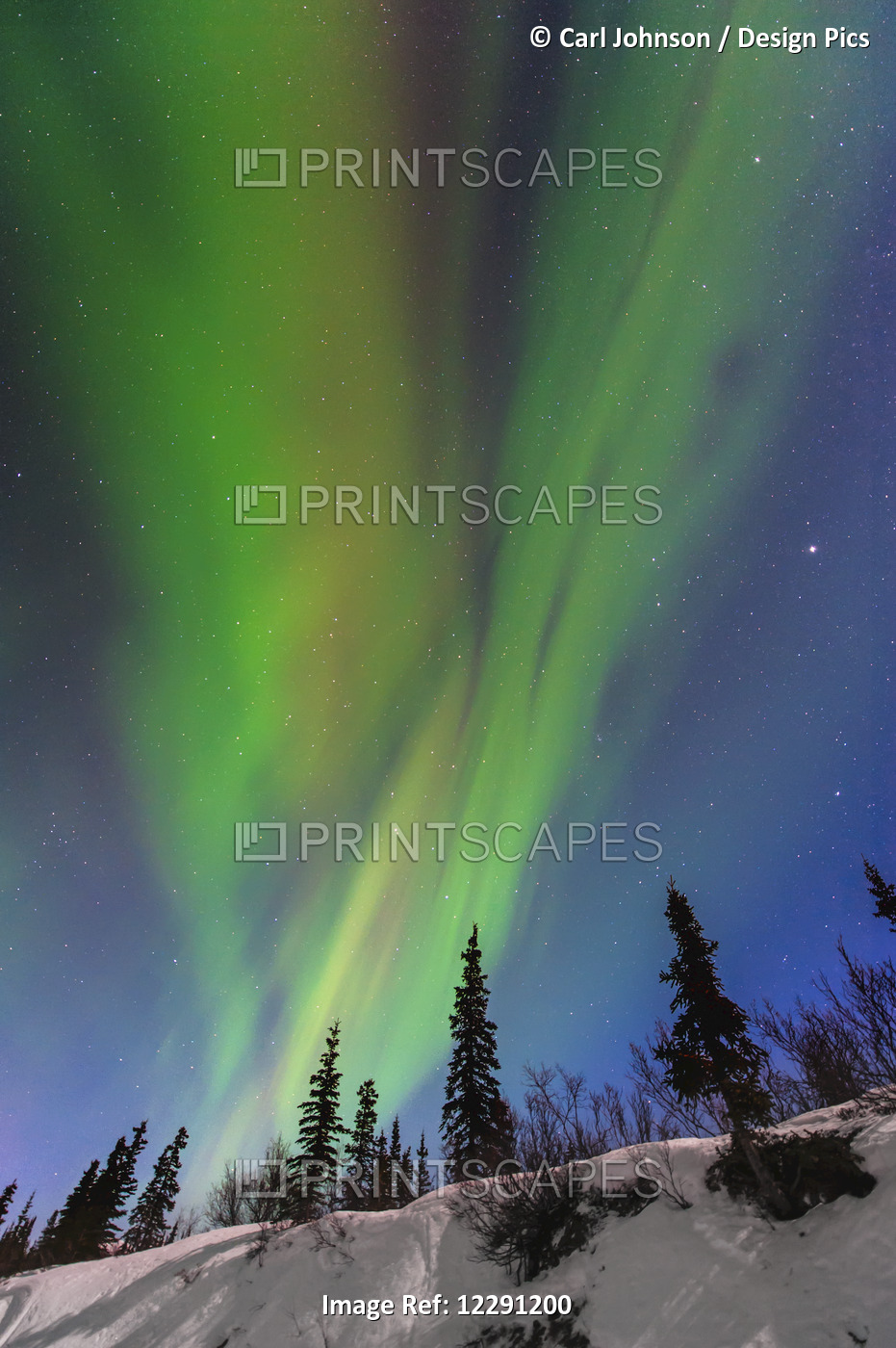 Aurora Borealis Over Trees Along The Denali Highway East Of Cantwell, Alaska.