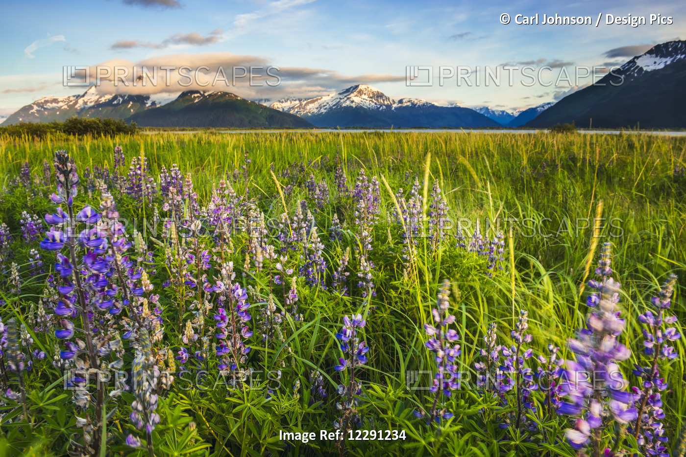 Arctic Lupine Field Along The Turnagain Arm South Of Girdwood, Southcentral ...