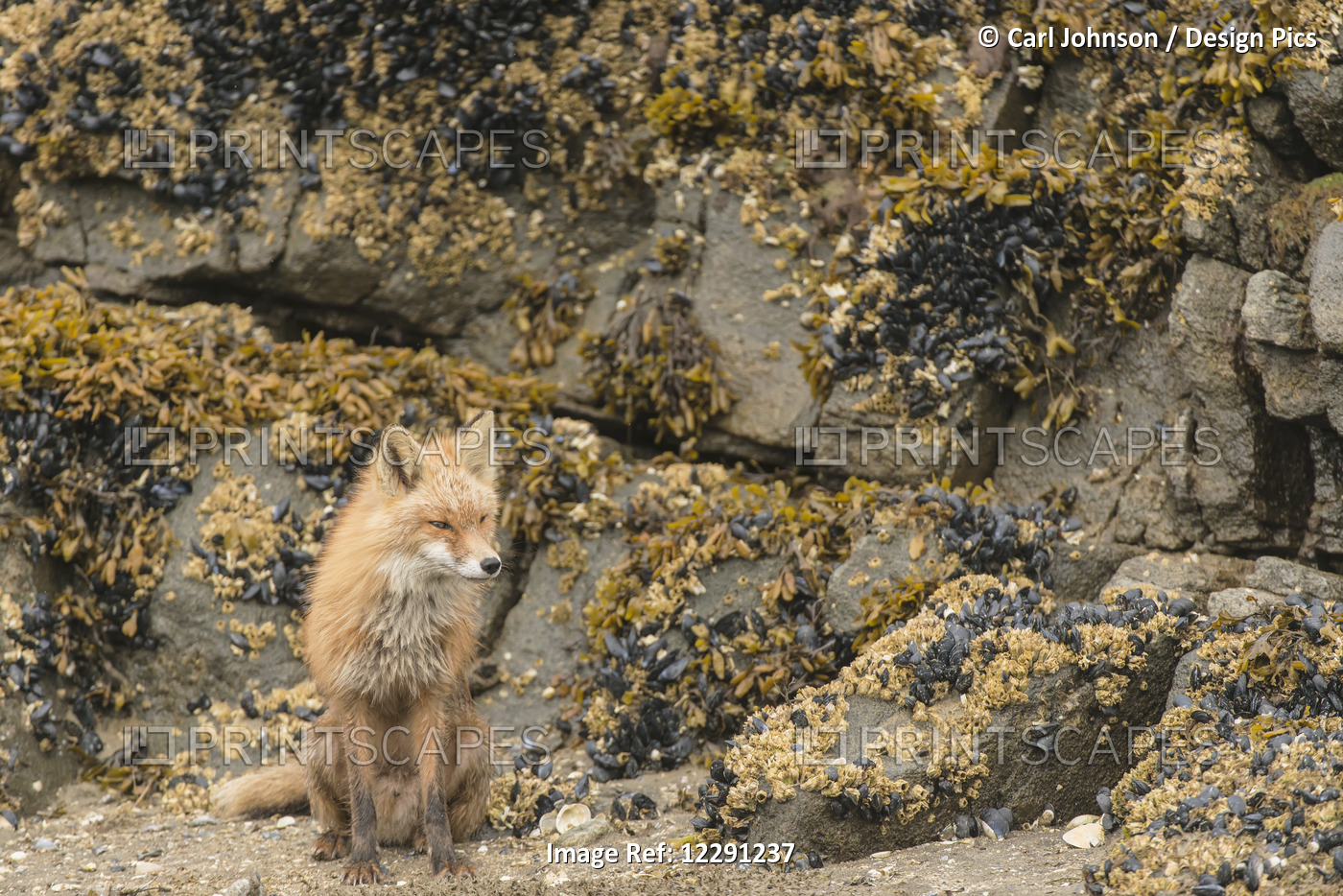 A Red Fox Rests On A Beach With Blue Mussels And Barnacles In Kukak Bay, Katmai ...