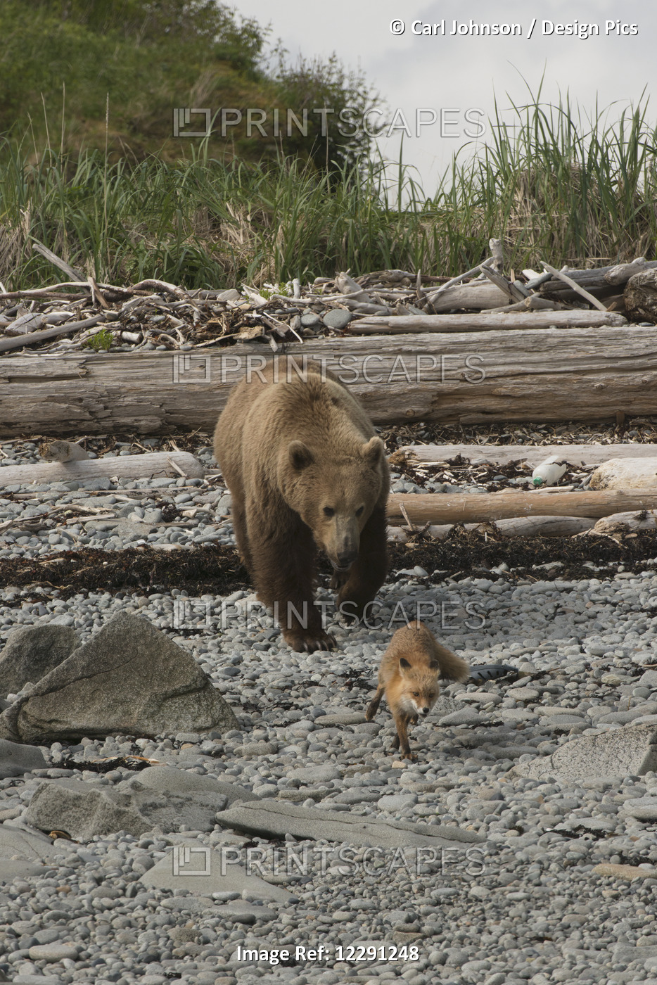 A Young Brown Bear Boar Chases A Young Red Fox On A Beach In  Kukak Bay, Katmai ...
