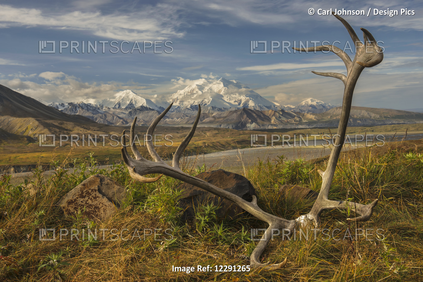 A Set Of Caribou Antlers At The Eielson Visitor Center In Denali National Park ...