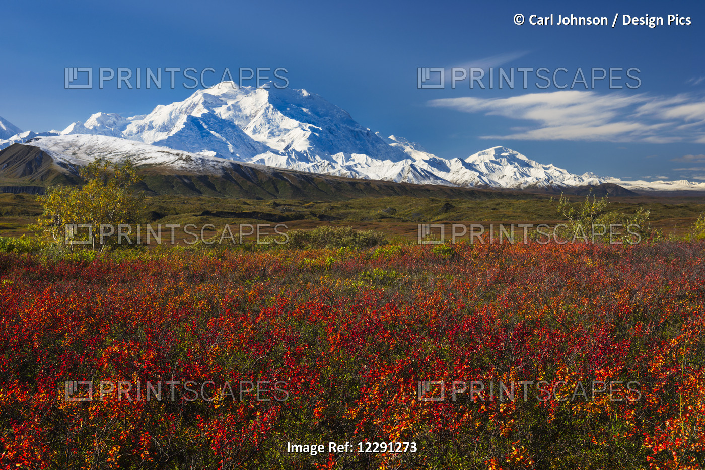 Fall Colors And Morning Light On Denali In Denali National Park & Preserve, ...