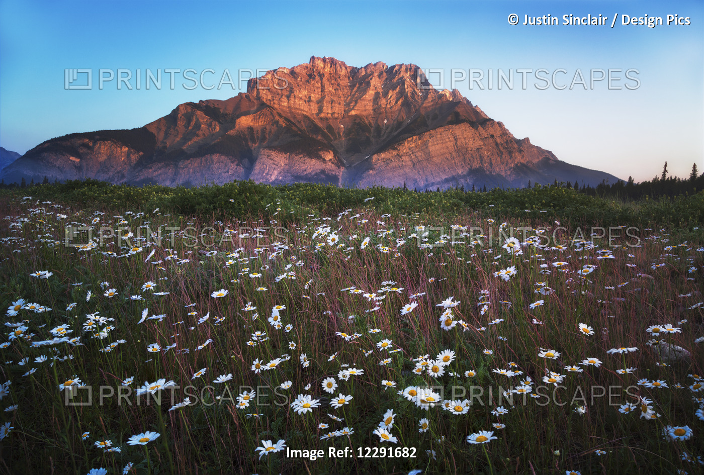 Wildflowers Growing In A Meadow With A Mountain In The Distance Near Two Jack ...