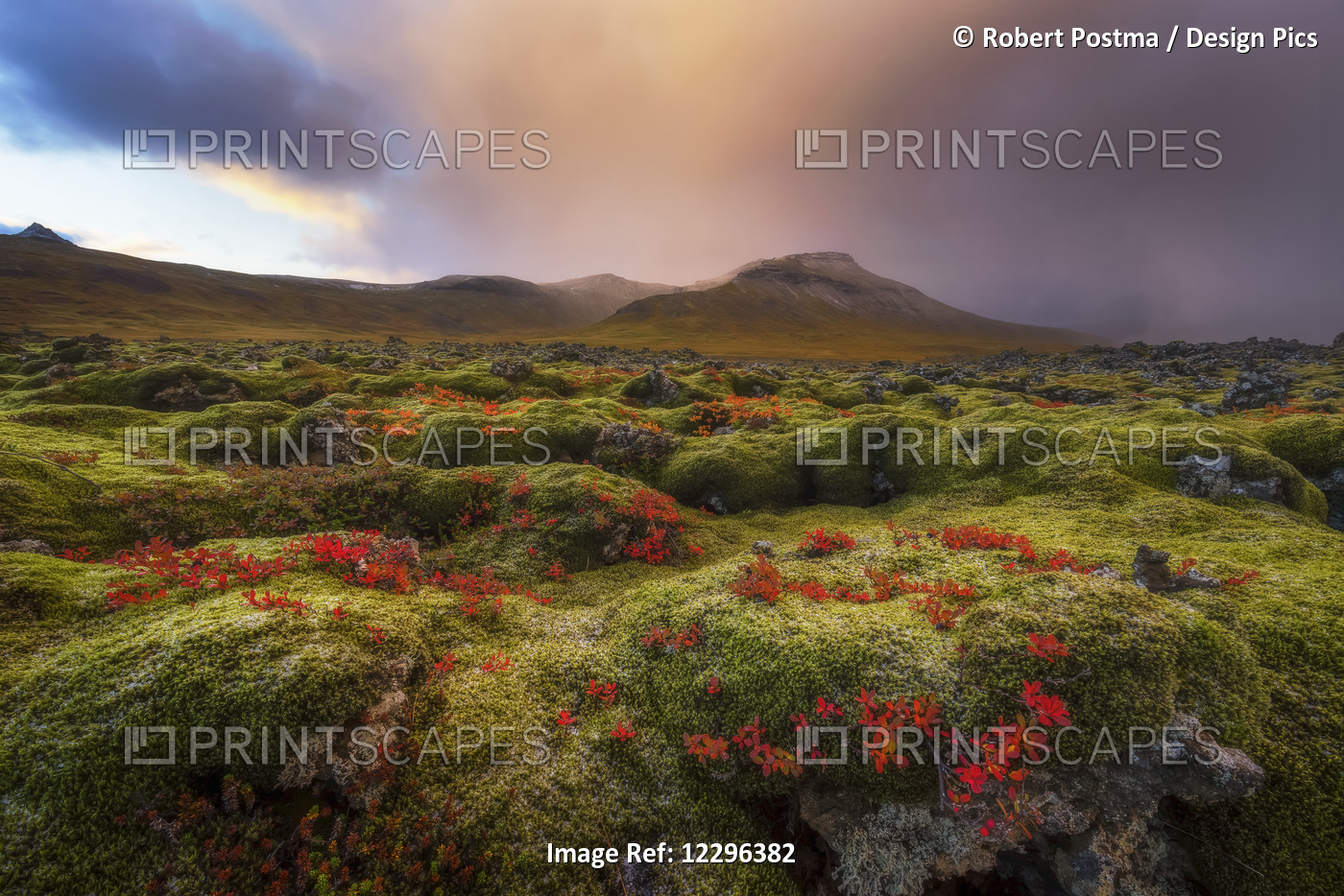 Moss Covered Lava Field At Sunrise, Snaefellsness Peninsula; Iceland