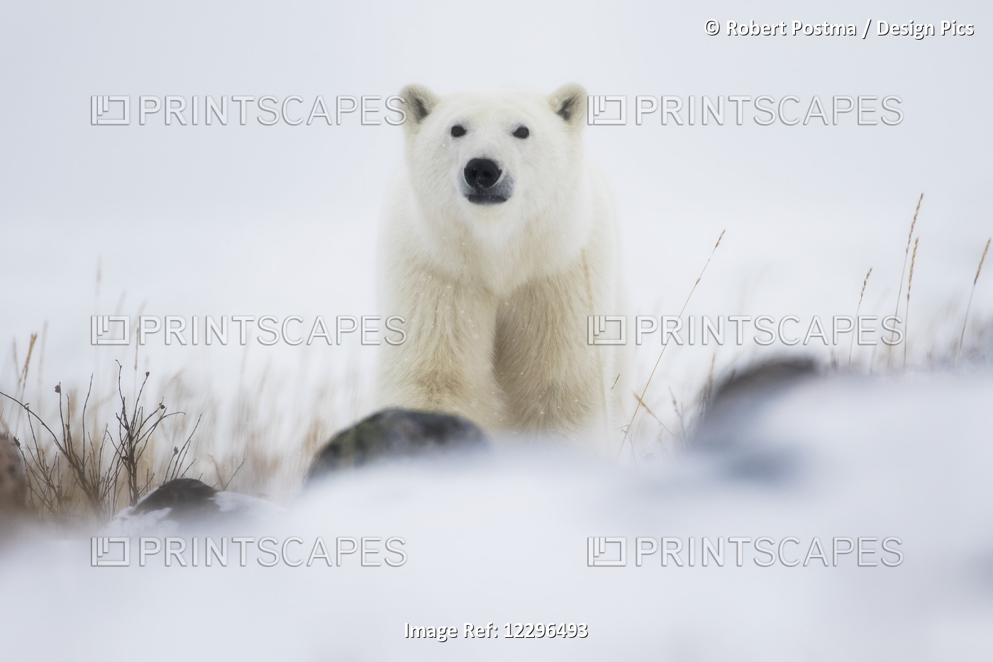 Polar Bear (Ursus Maritimus) In A Blizzard; Churchill, Manitoba, Canada