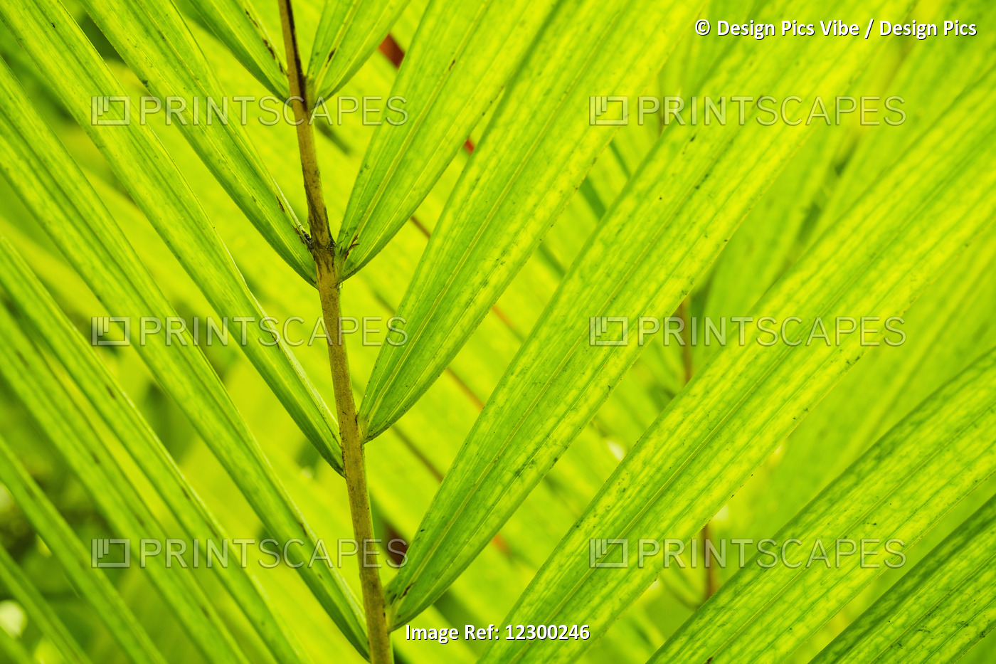 Green Tropical Leaf Background Abstract