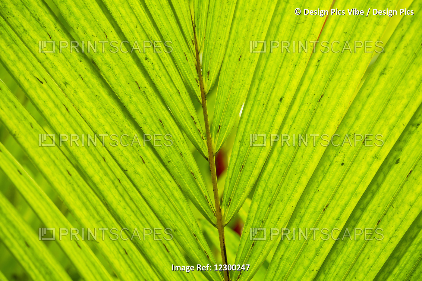Green Tropical Leaf Background Abstract