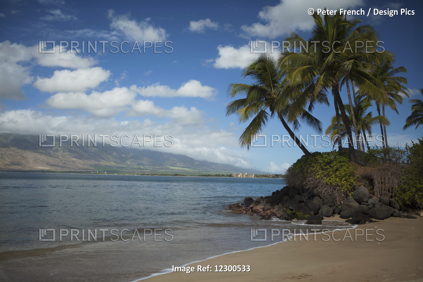 Coconut Palms, With Maalia And West Maui Mountains In Background, Kihei Canoe ...