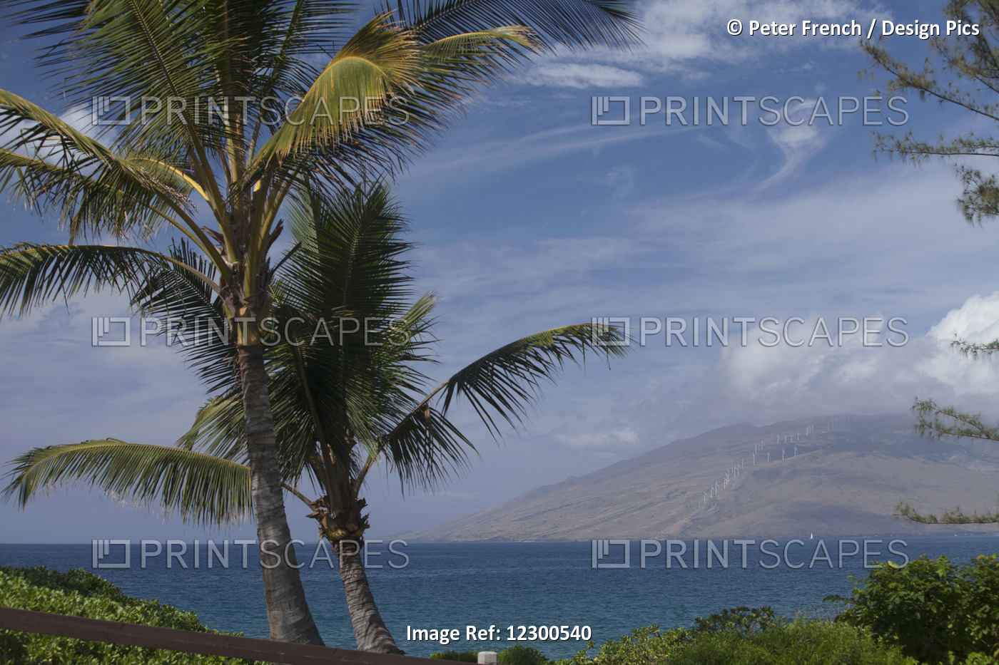 Palm Trees Near Kalama Beach Park, West Maui Mountains In Background; Kihei, ...