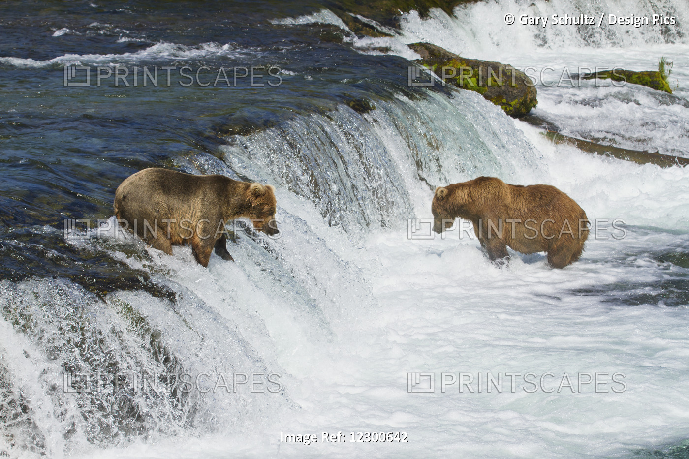 Brown Bears (Ursus Arctos) Fishing For Sockeye Salmon At Brooks Falls, Brooks ...