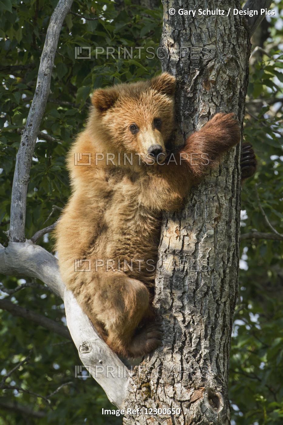Brown Bear (Ursus Arctos) Yearling Cub Climbing Down From Balsam Poplar Tree ...