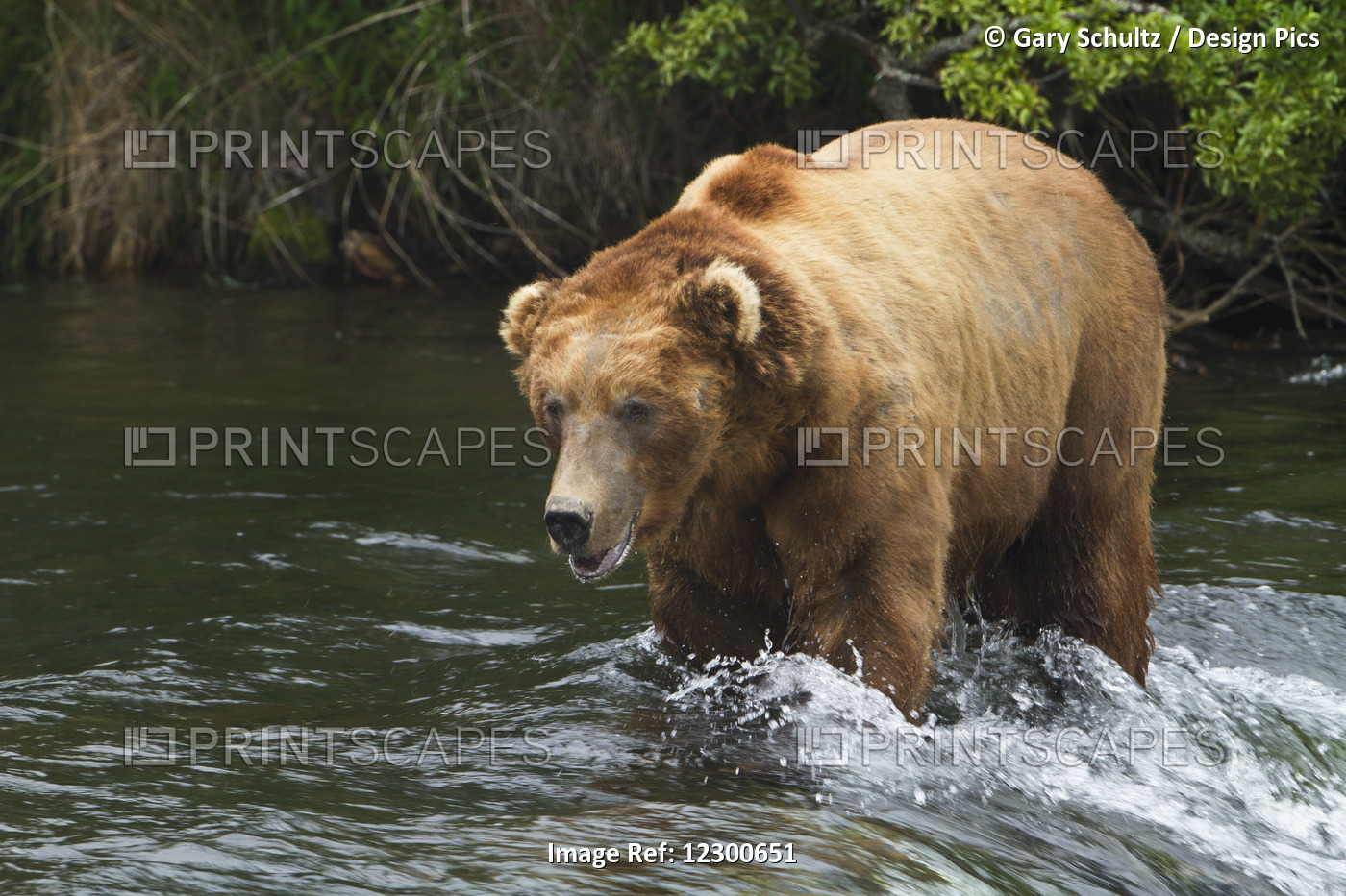 Brown Bear (Ursus Arctos) Large Male Wading In Brooks River While Fishing For ...