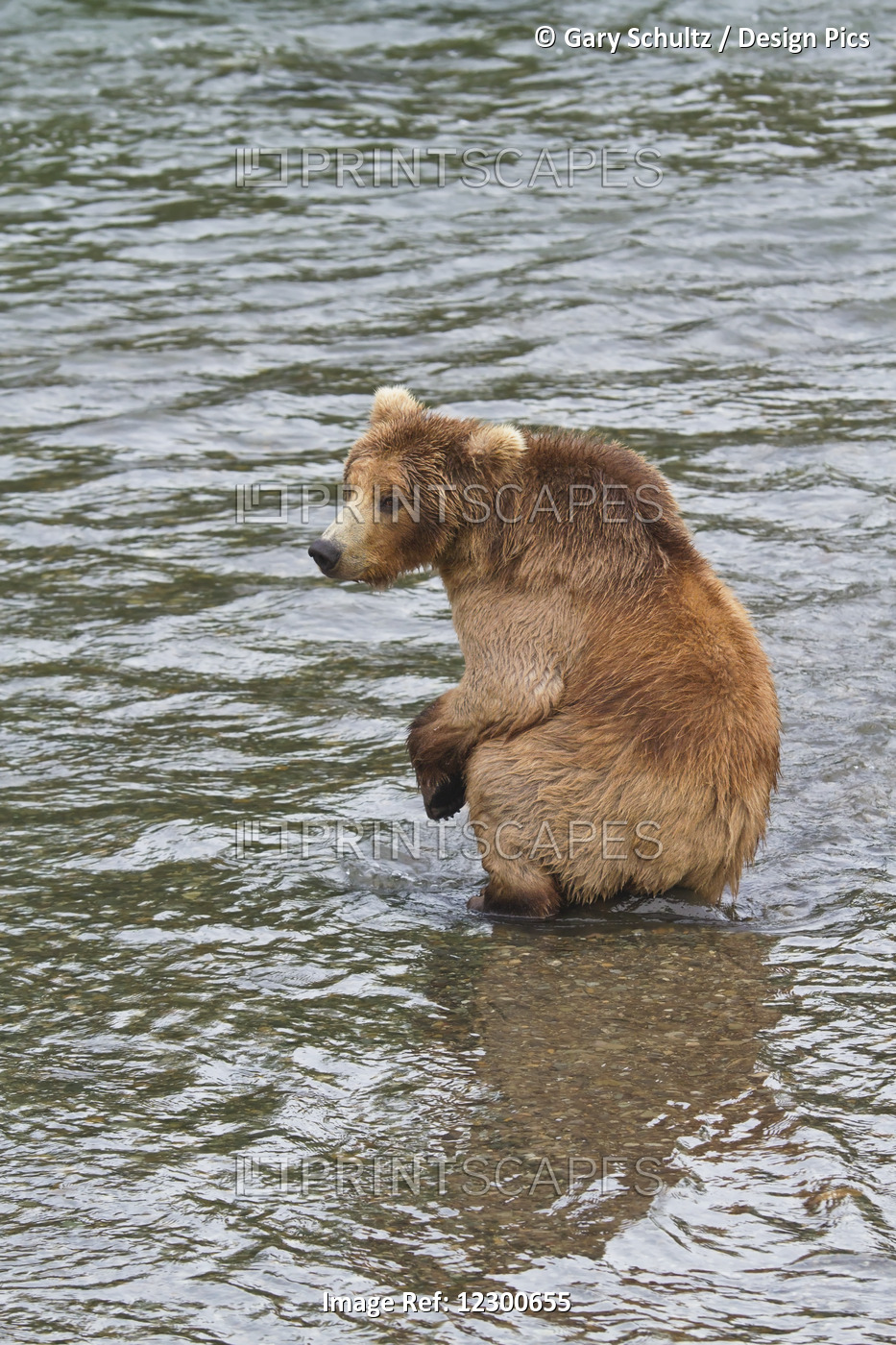 Brown Bear (Ursus Arctos) Subadult Sitting On Rock In Brooks River While ...