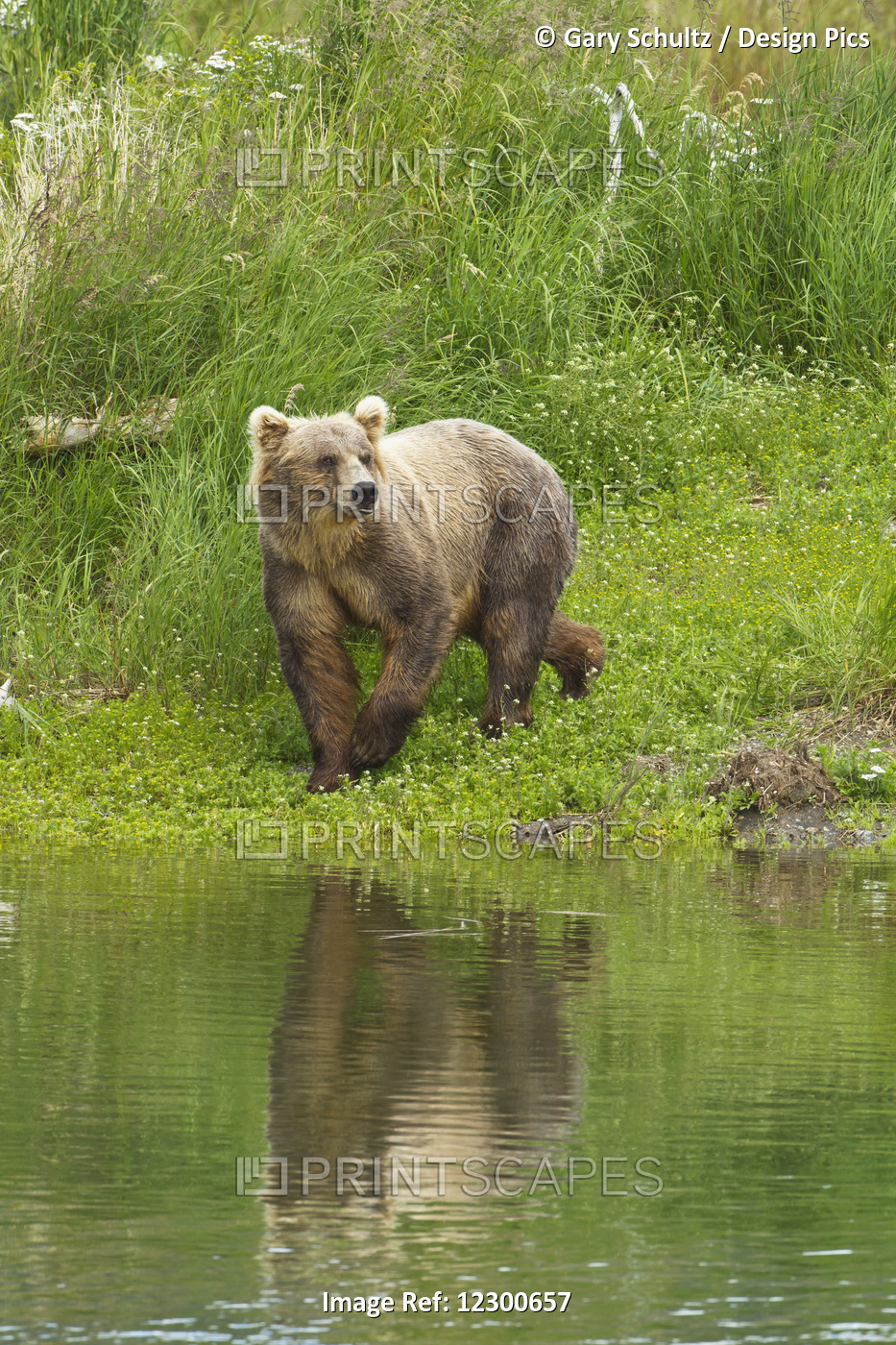 Brown Bear (Ursus Arctos) Walking On Vegetated Bank Of Brooks River While ...