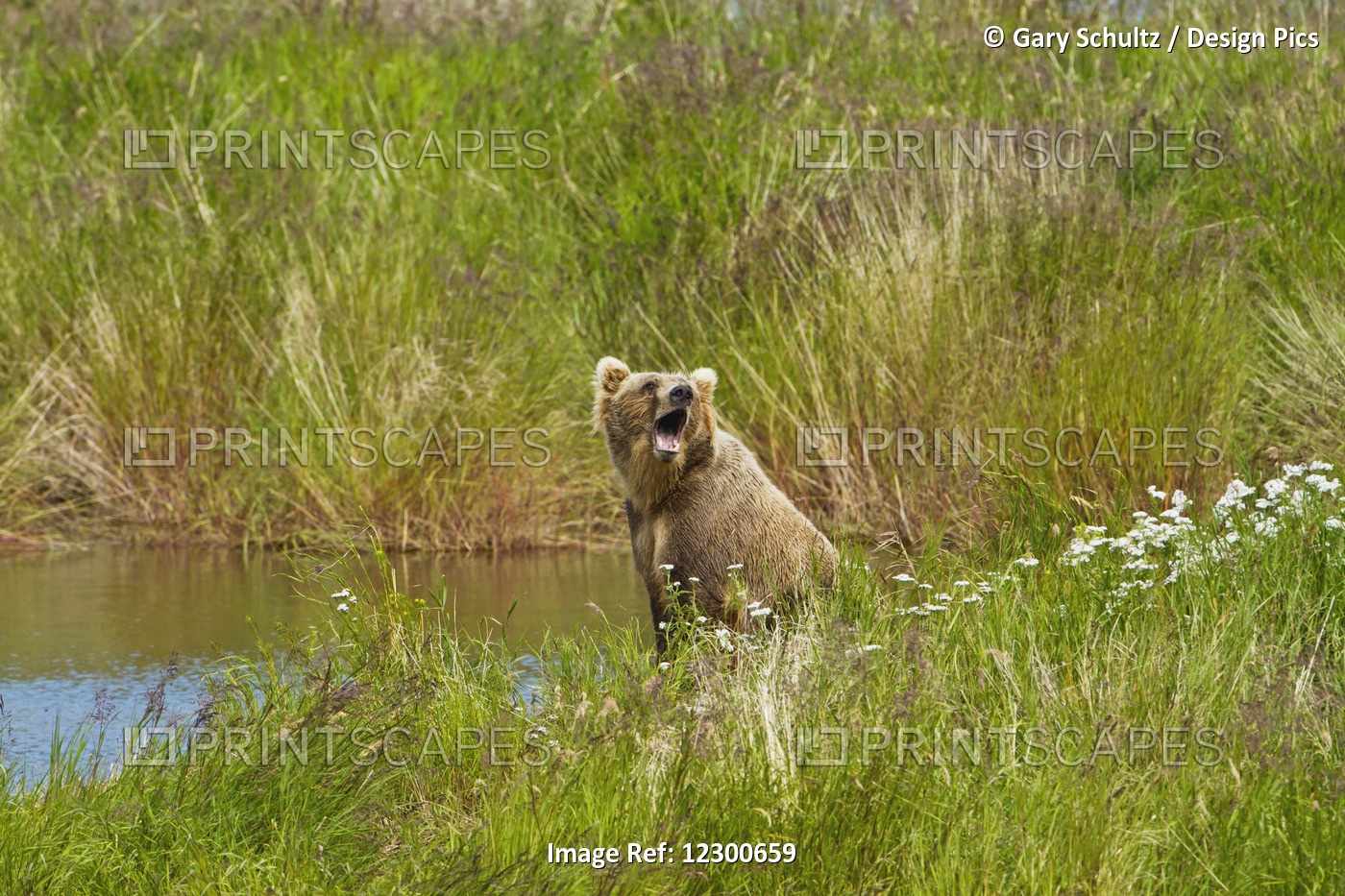 Brown Bear (Ursus Arctos) Sitting On Vegetated Bank Of Brooks River While ...