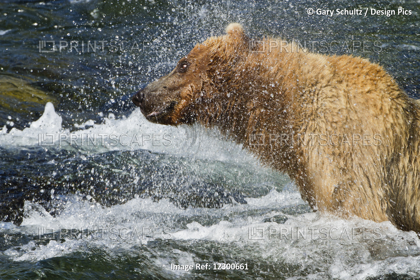 Brown Bear (Ursus Arctos) Shakes Off Water While Wading In Brooks River, Katmai ...