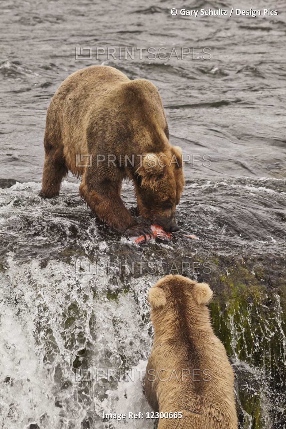Brown Bear (Ursus Arctos) Eating Sockeye Salmon At Brooks Falls With A Subadult ...