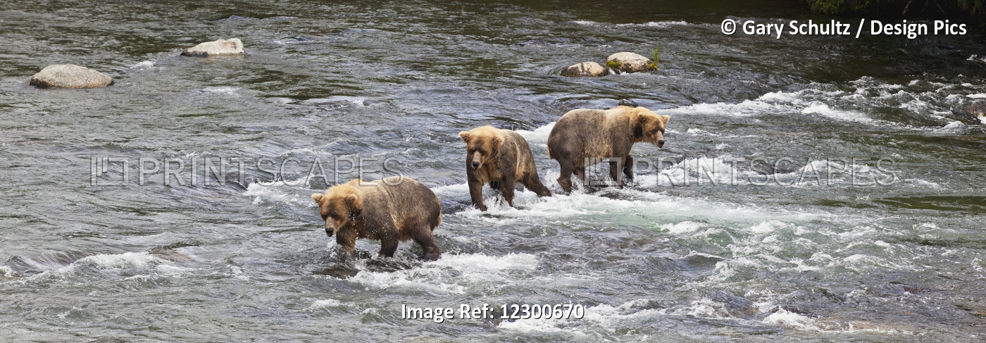 Four Brown Bears (Ursus Arctos) Wade In Brooks River While Fishing For Sockeye ...