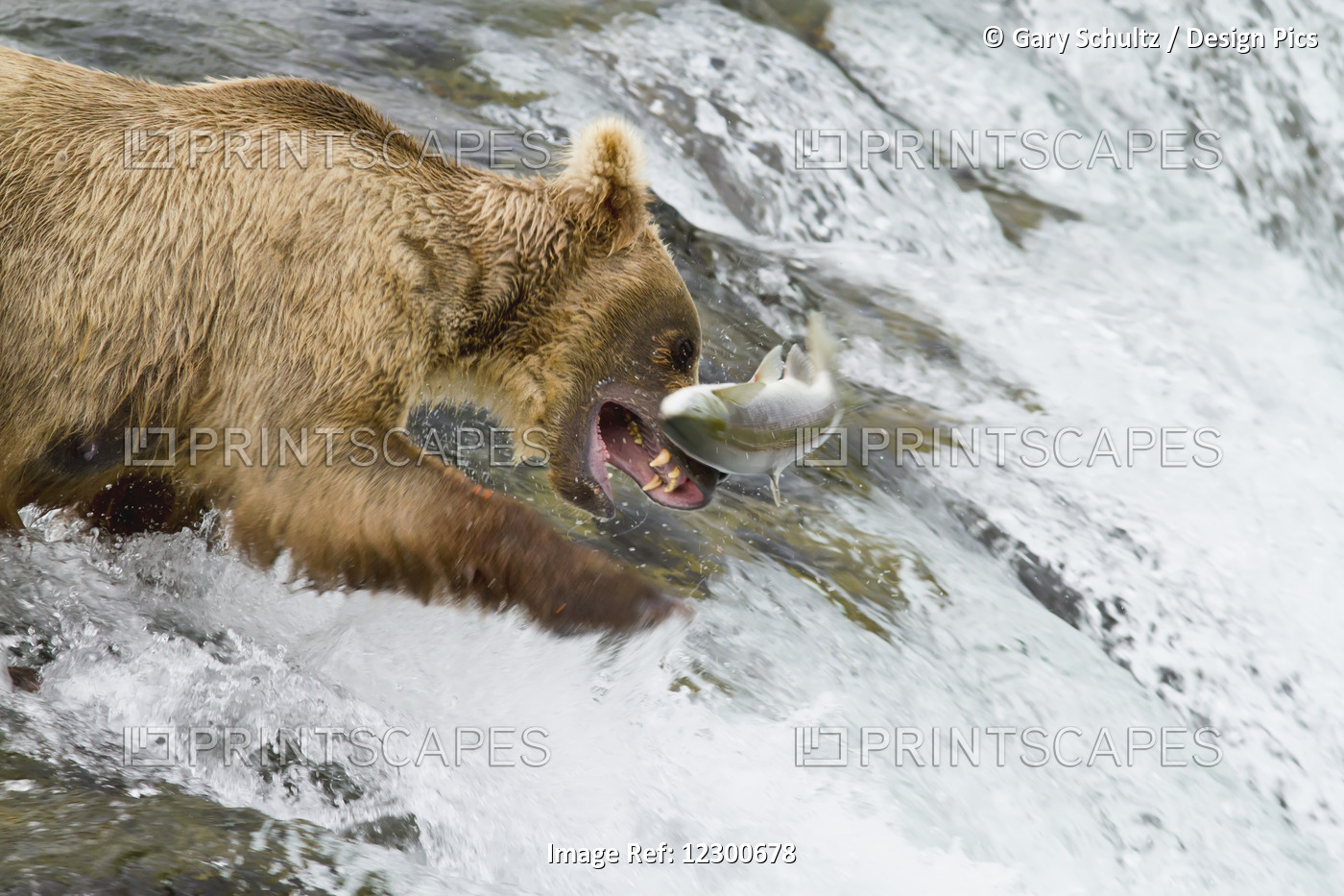Brown Bear (Ursus Arctos) Catching A Jumping Sockeye Salmon (Oncorhynchus ...