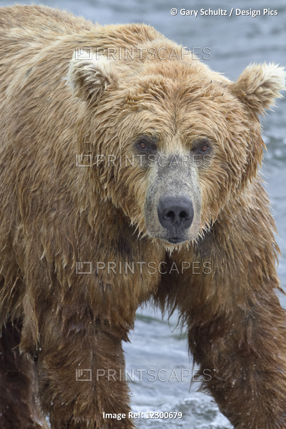 Close Up Portrait Of A Brown Bear (Ursus Arctos) Standing In Brooks River, ...