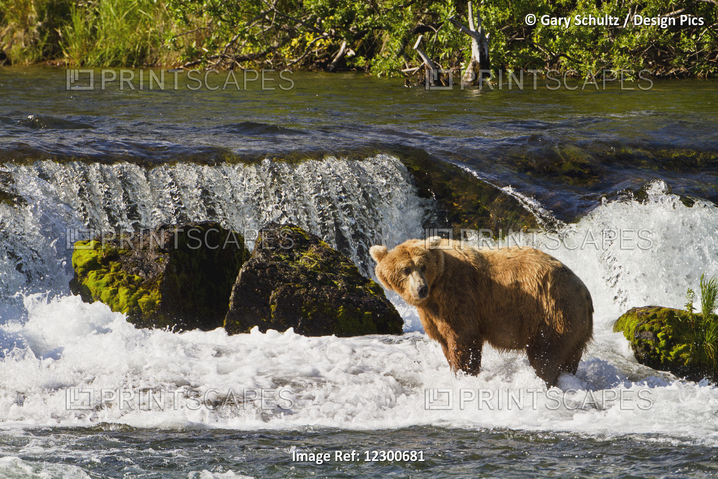 Brown Bear (Ursus Arctos) Standing In Rapids Below Brooks Falls While Fishing ...