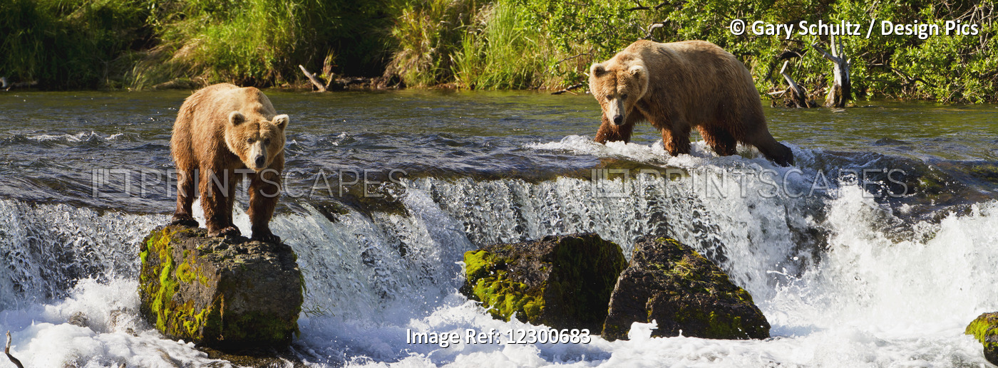Brown Bears (Ursus Arctos) Standing At Brooks Falls While Fishing For Sockeye ...