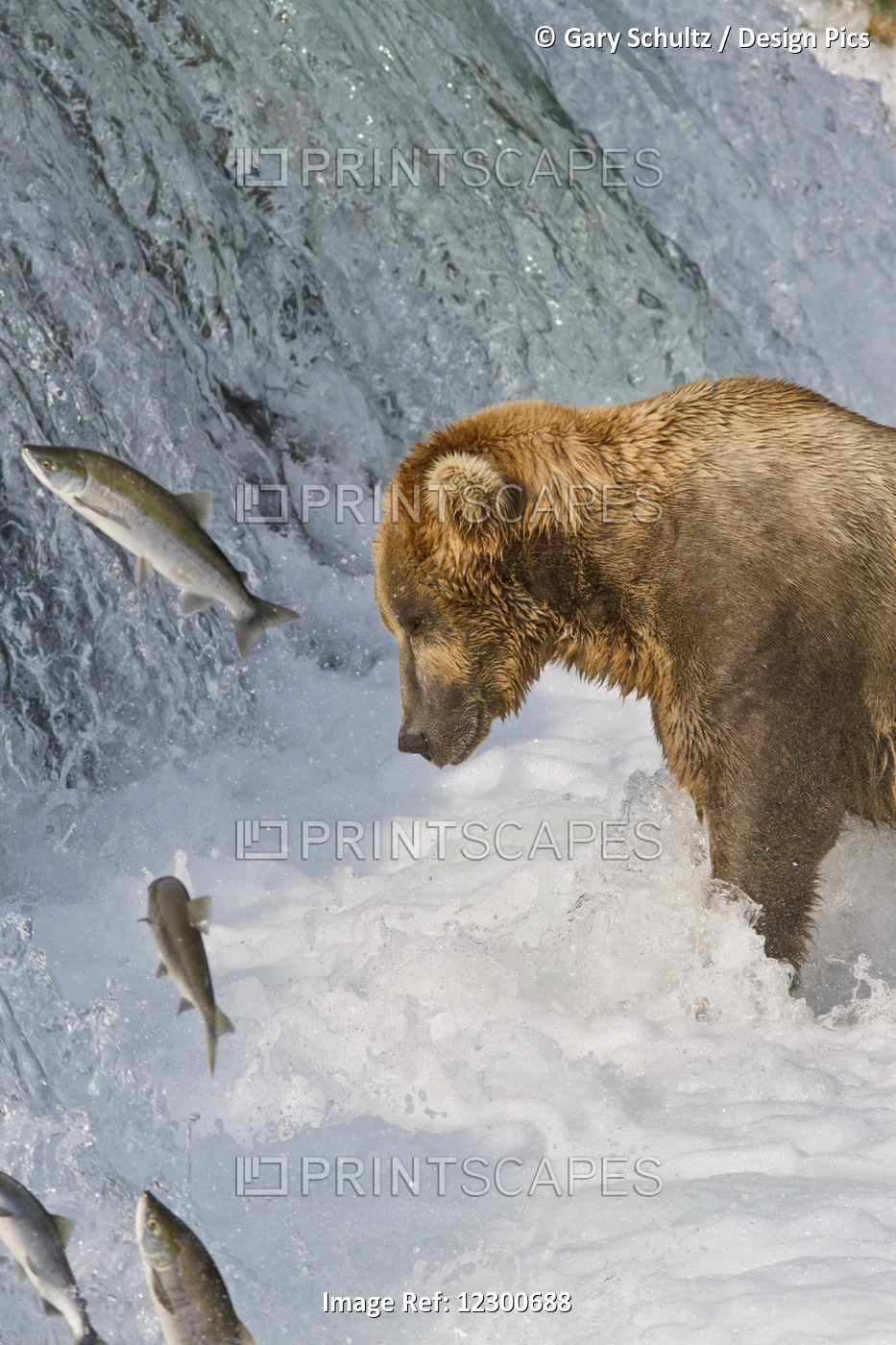 Brown Bear (Ursus Arctos) Standing In Rapids Below Brooks Falls While Looking ...