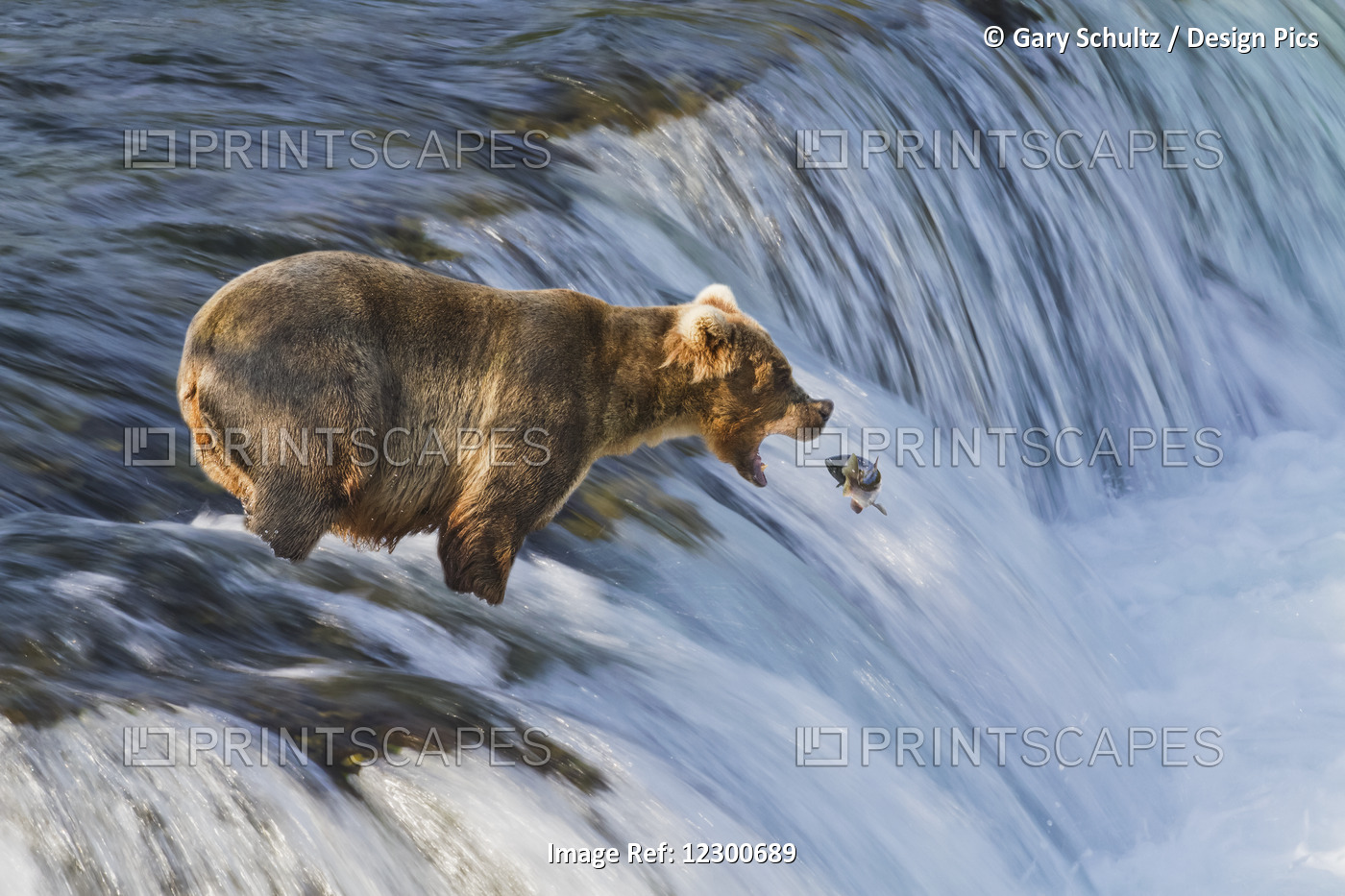 Brown Bear (Ursus Arctos) About To Catch A Jumping Sockeye Salmon (Oncorhynchus ...