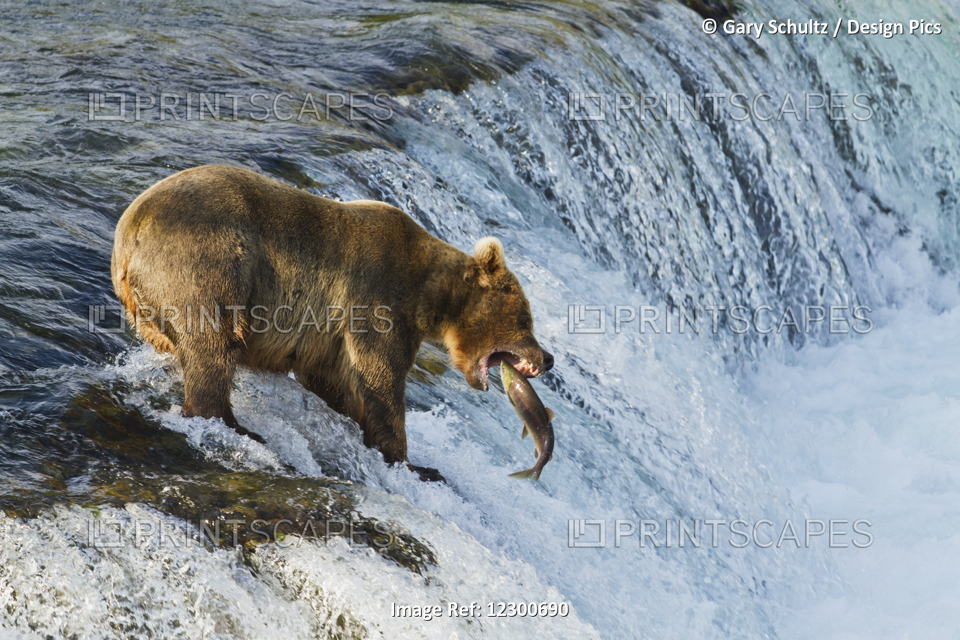 Brown Bear (Ursus Arctos) About To Catch A Jumping Sockeye Salmon (Oncorhynchus ...