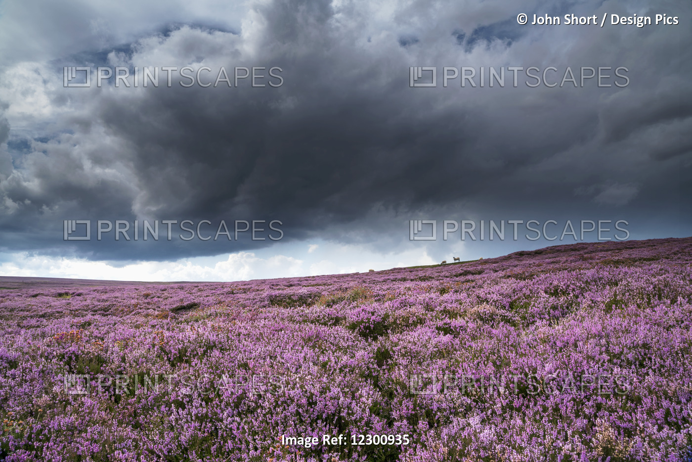 Pink Flowers Blossoming In A Field, North Yorkshire Moors; North Yorkshire, ...