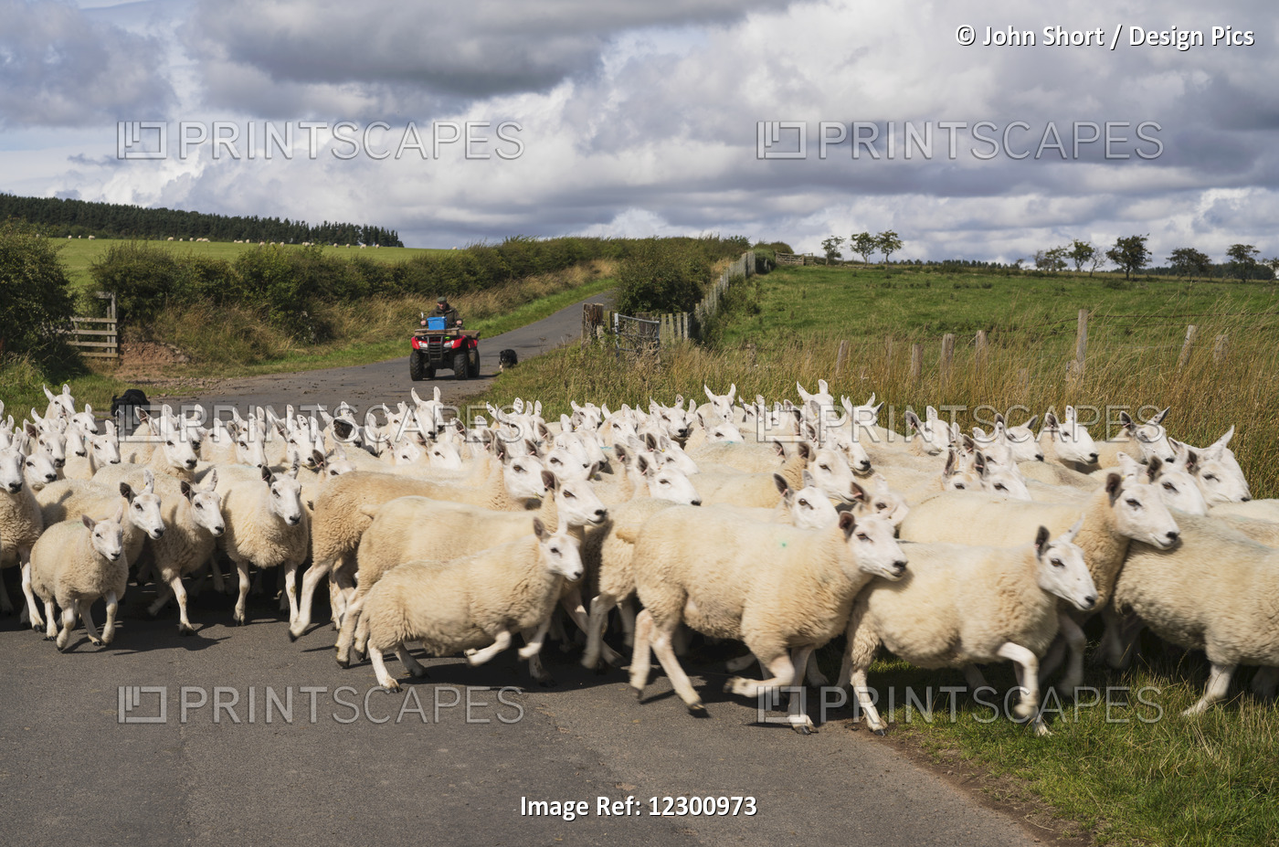 A Flock Of Sheep Cross A Road; Northumberland, England