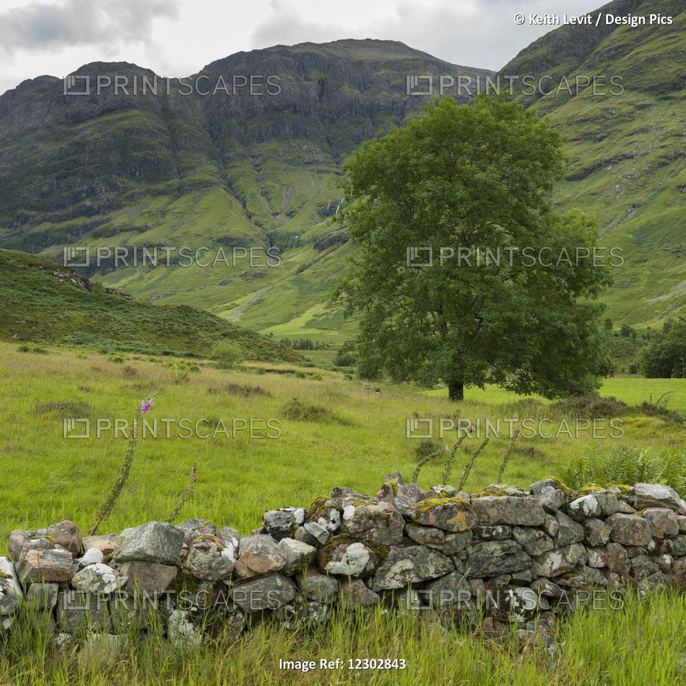 Lush Grass In The Hills And A Stone Wall In The Foreground; Scotland