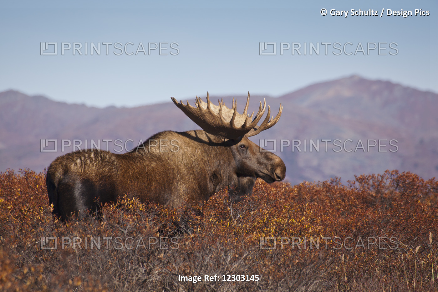 Moose (Alces Alces) Bull Walking On A Ridge Among Diamond-Leaf Willow, Denali ...