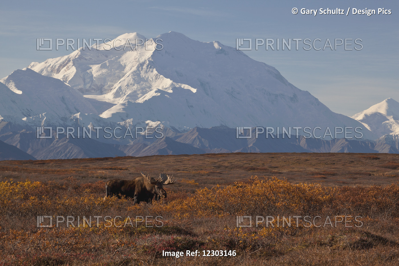 Moose (Alces Alces) Bull Standing On Ridge In Shrub Tundra With Denali And ...