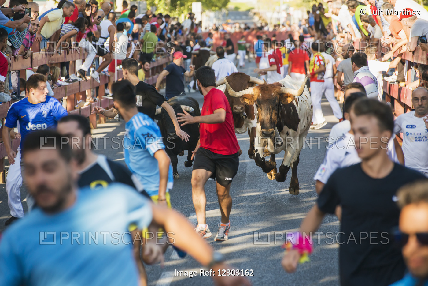 Festival In Alcala De Henares, Bull Running, One Of The Most Followed ...