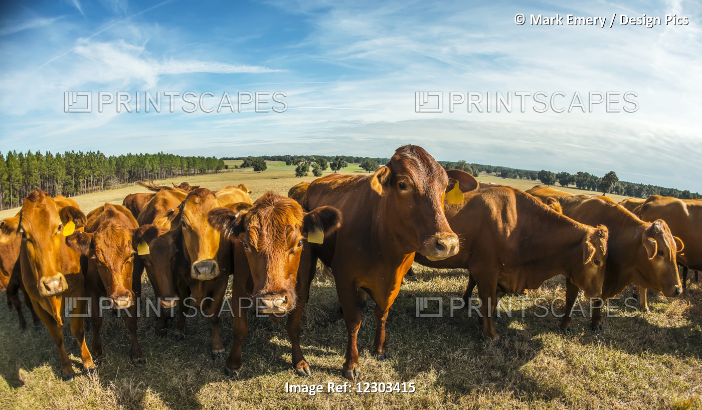 Beefmaster Herd Of Cows; Reddick, Florida, United States Of America