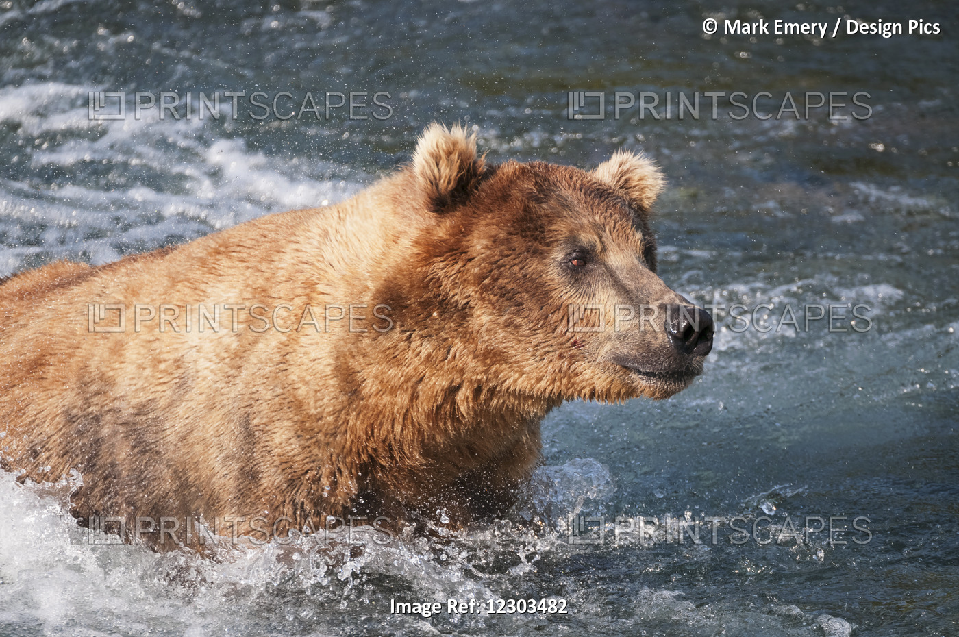 An Alert Brown Bear Adult Fishes For Salmon In Brooks River, Katmai National ...