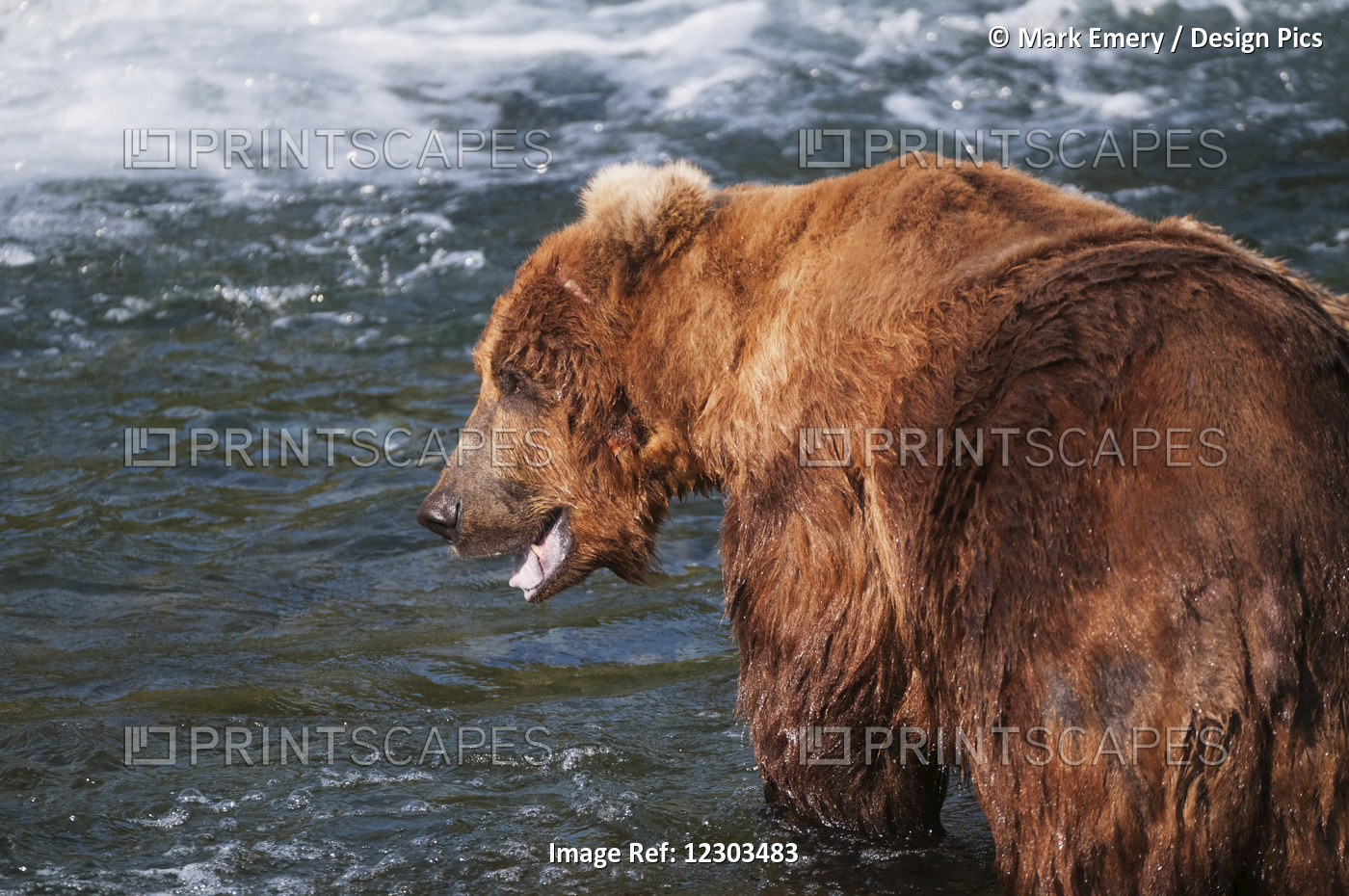 Brown Bear In Defensive Posture While In Brooks River, Katmai National Park, ...