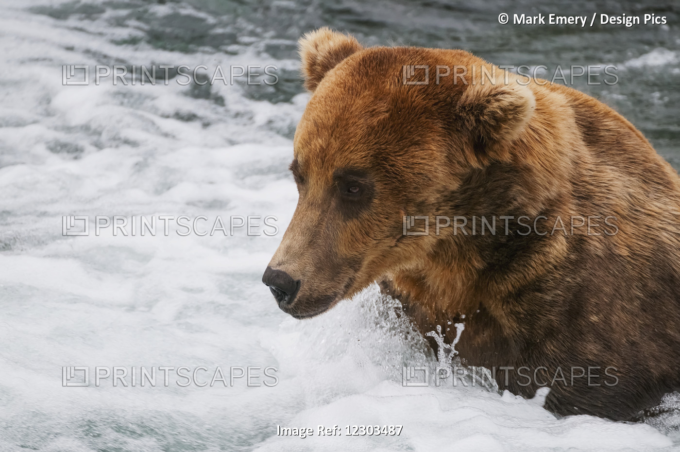 Brown Bear Adult Fishes For Salmon By Getting His Face Close To The White Water ...