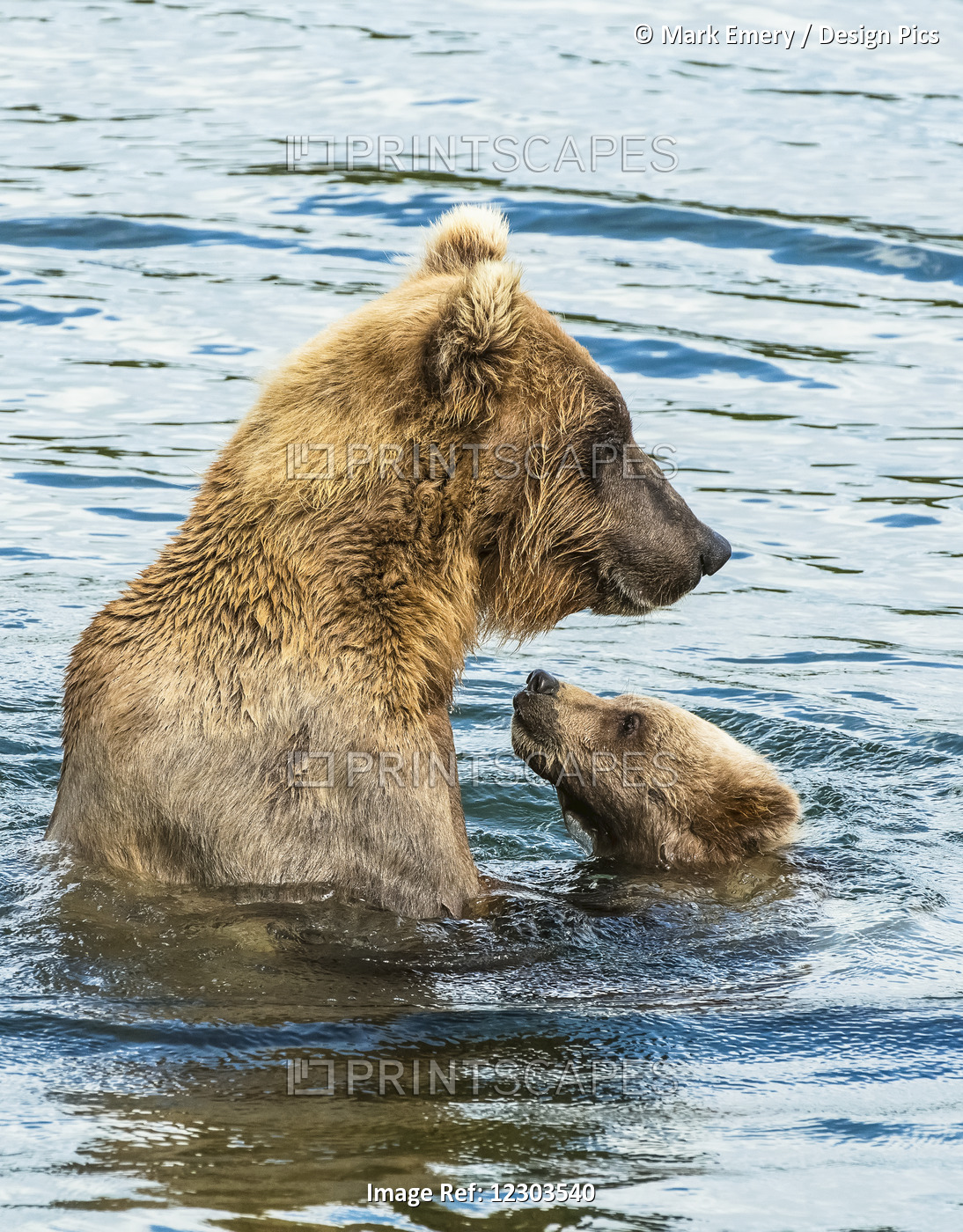 Brown Bear (Ursus Arctos) Sow Spending Time With Her Cub In The River; Alaska, ...