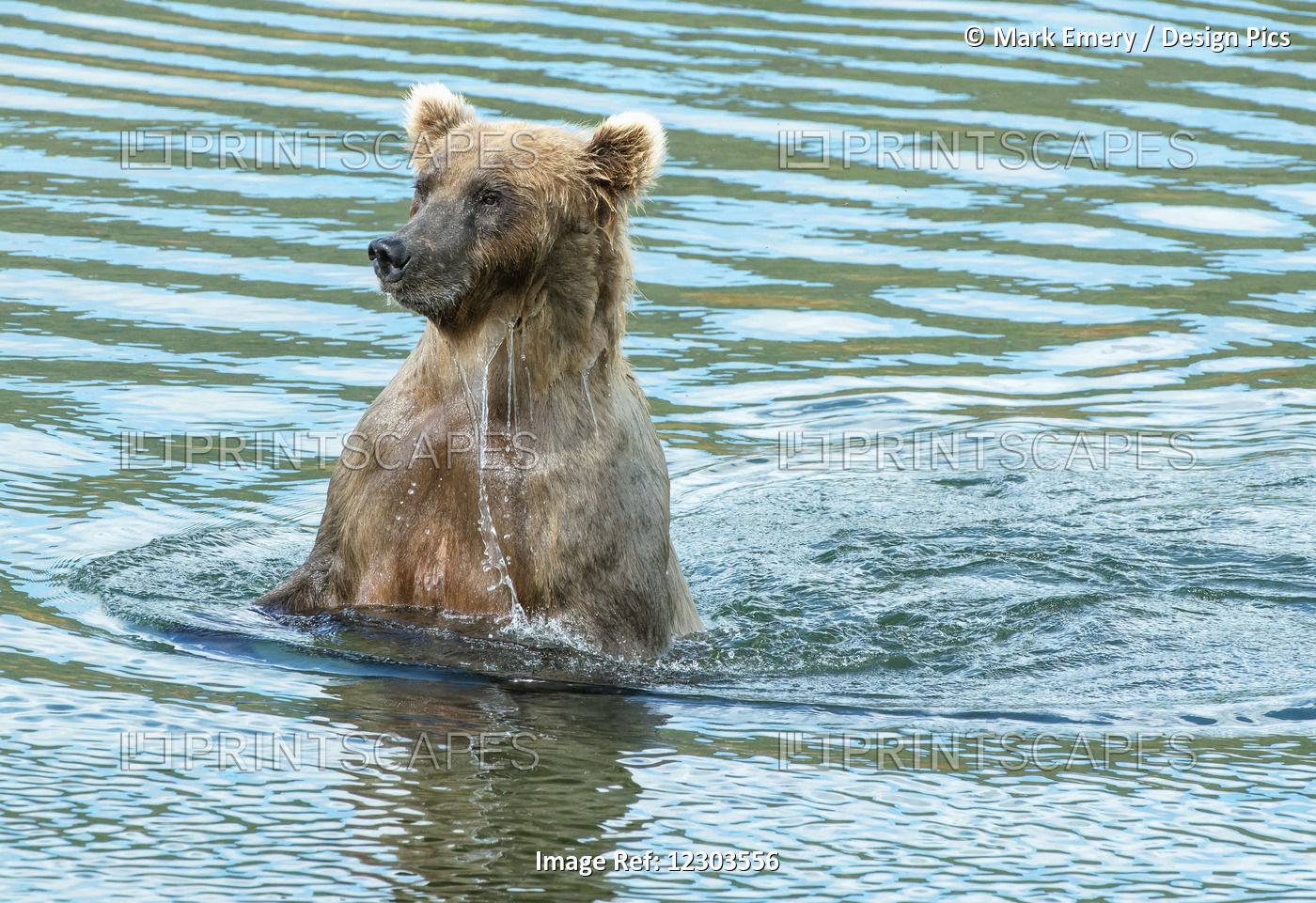 Brown Bear Sow (Ursus Arctos) Keeping An Eye On Her Cub; Alaska, United States ...